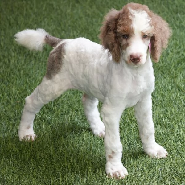 Barboncino Toy (cuccioli maschio e femmina)