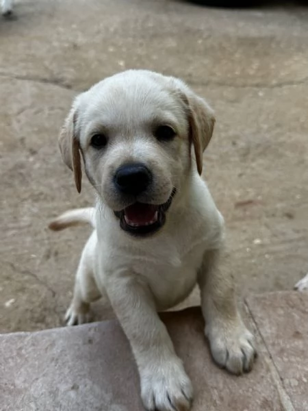 Labrador retriver | Foto 1