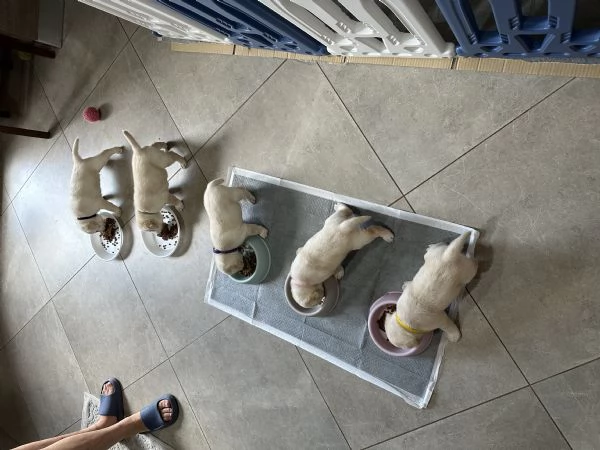 Labrador retriver | Foto 0