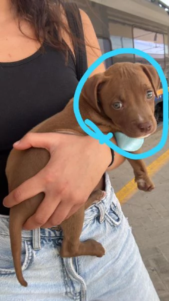 Cucciolo Pitbull  | Foto 2