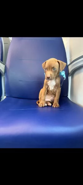 Cucciolo Pitbull  | Foto 1