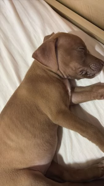 Cucciolo Pitbull  | Foto 0