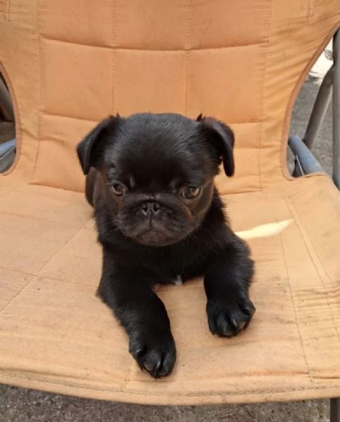  REGALO BOULEDOGUE FRANCESE