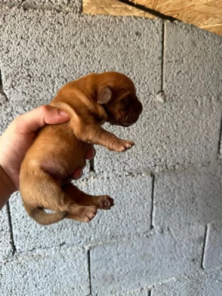 Dogue de Bordeaux Cucciolo | Foto 1