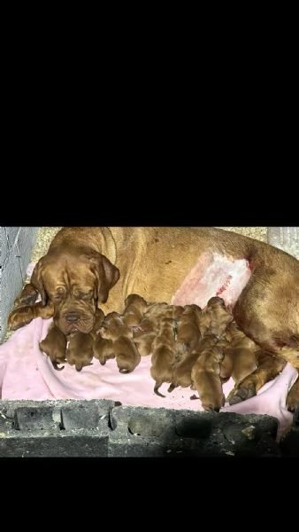 Dogue de Bordeaux Cucciolo | Foto 0