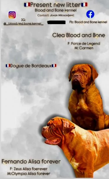 Dogue de Bordeaux Cucciolo