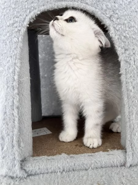 Gattini Scozzesi | Foto 6