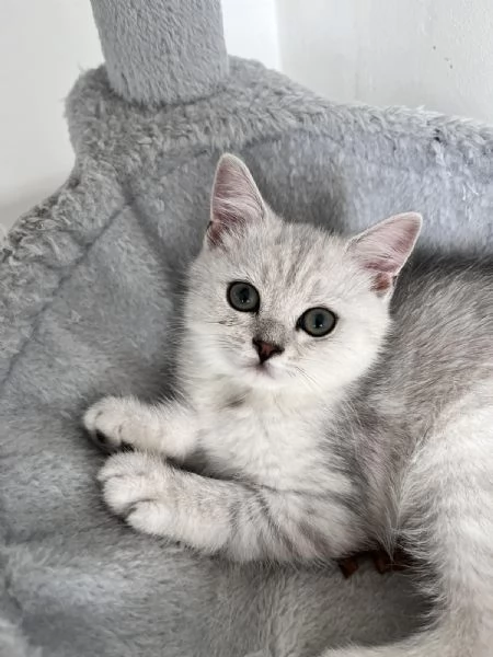 Gattini Scozzesi | Foto 5