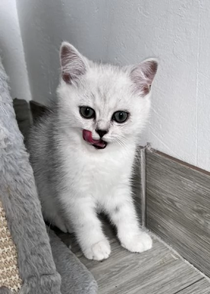 Gattini Scozzesi | Foto 4