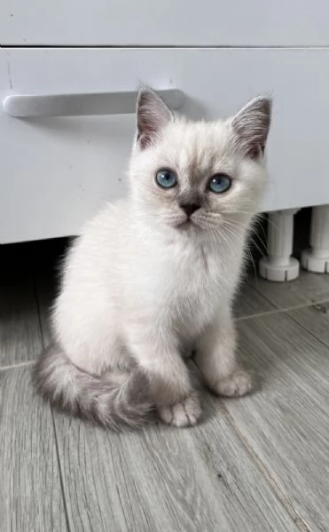 Gattini Scozzesi | Foto 2