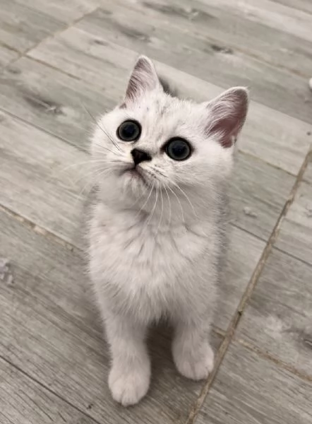 Gattini Scozzesi | Foto 1