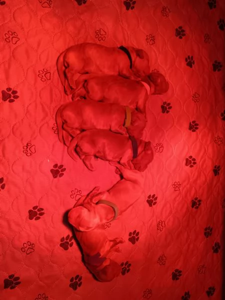 Cuccioli di cocker spaniel con pedigree 