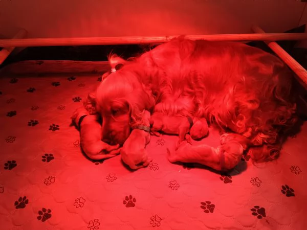 Cuccioli di cocker spaniel con pedigree  | Foto 0