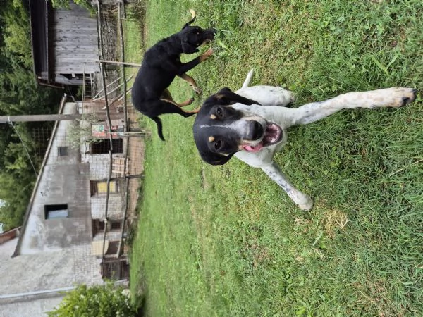 Regalo cucciole meticce | Foto 1