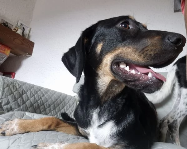 Regalo cucciole meticce