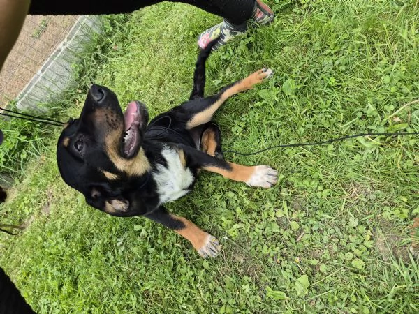 Regalo cucciole meticce | Foto 0