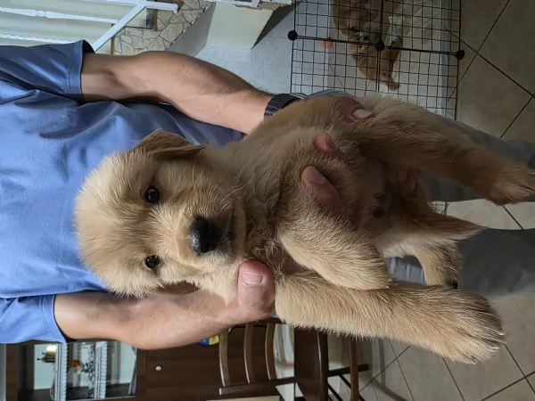 Bellissimo esemplare cucciolo di Golden retriever 