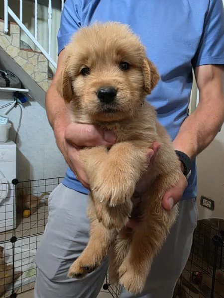 Bellissimo esemplare cucciolo di Golden retriever  | Foto 1