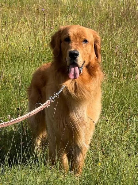 Bellissimo esemplare cucciolo di Golden retriever  | Foto 0