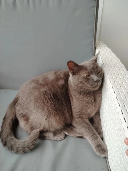 vendo o regalo gatto