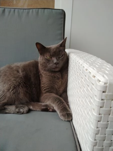 vendo o regalo gatto | Foto 2