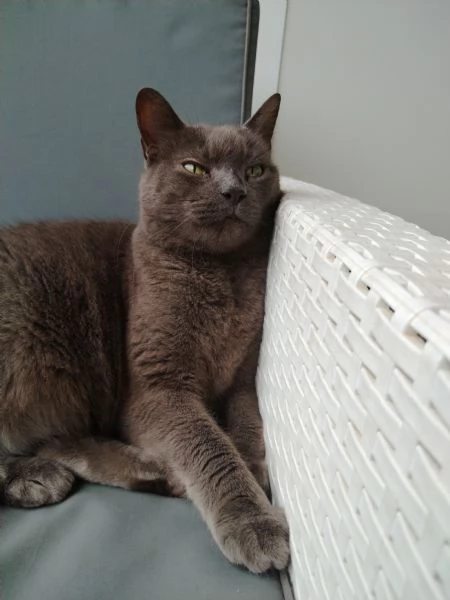 vendo o regalo gatto | Foto 1