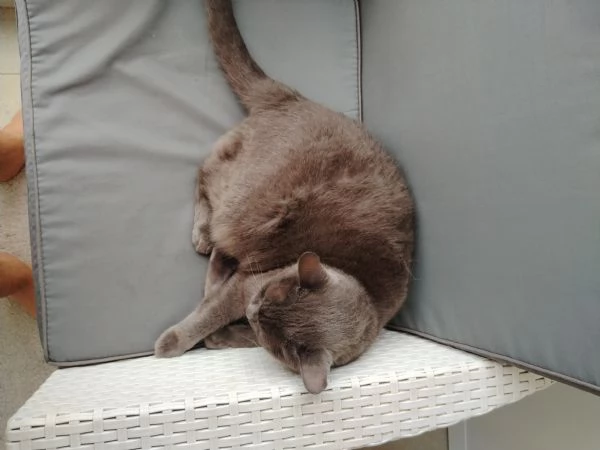 vendo o regalo gatto | Foto 0