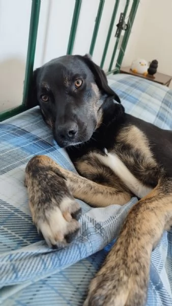 Adozione cookie | Foto 6