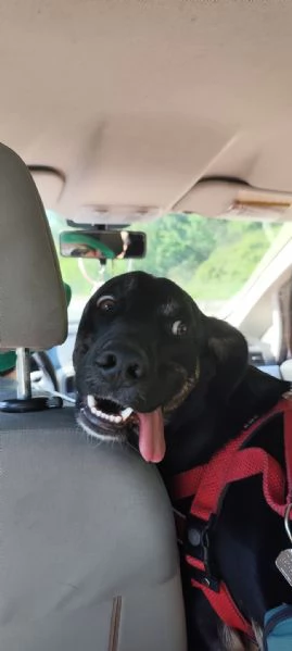 Adozione cookie | Foto 5