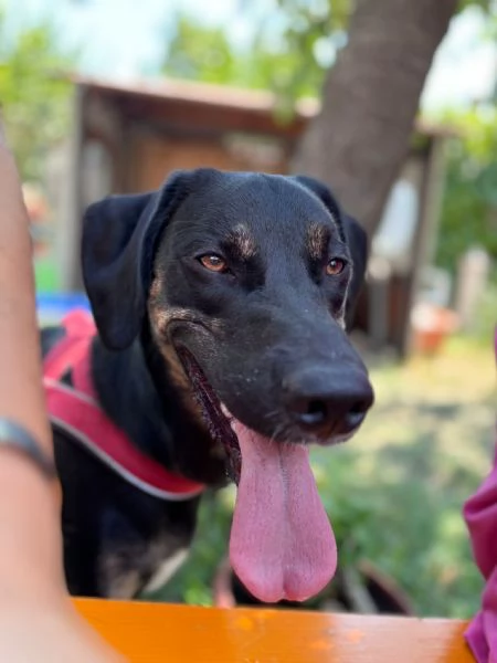 Adozione cookie | Foto 4