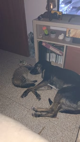 Adozione cookie | Foto 3