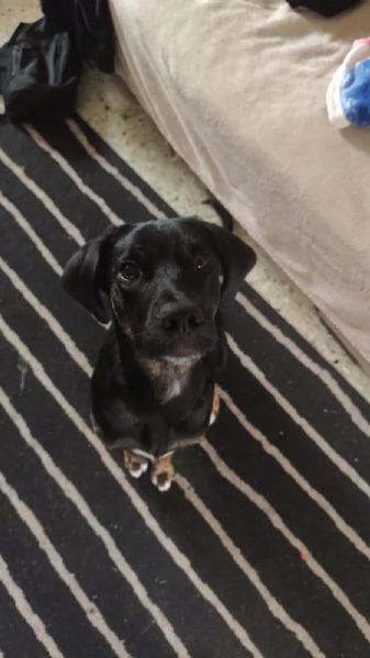 Adozione cookie | Foto 2