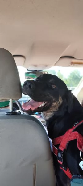 Adozione cookie | Foto 1