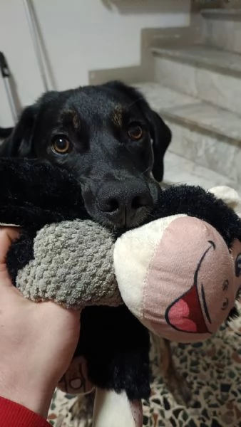 Adozione cookie | Foto 0