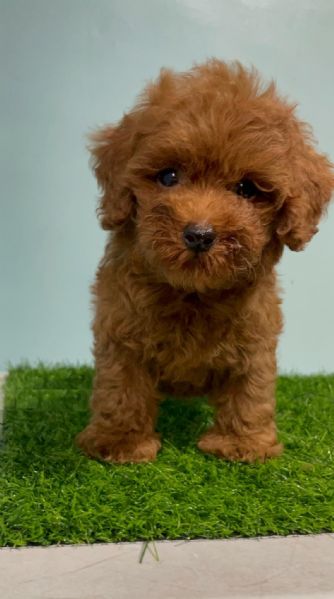 Due cuccioli di Barboncina toy | Foto 0