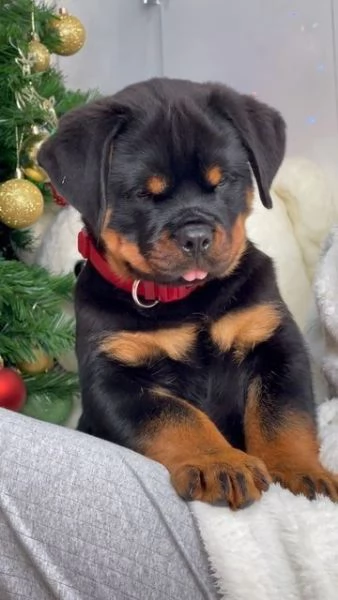 Regalo ROTTWEILER DI CUCCIOLI   Disponibili bellissimi cuccioli fulvi ( femmine e maschi) con rilasc