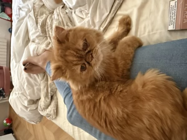 Lea cerca casa | Foto 1