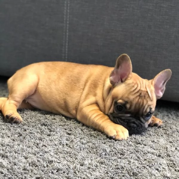 Cucciolo in adozione