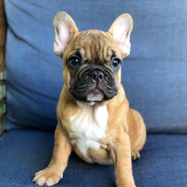 Cucciolo in adozione | Foto 0