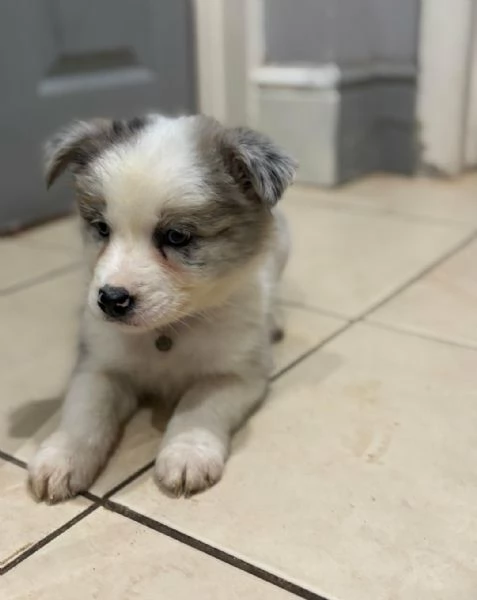  di un Border Collie maschio e femmina | Foto 0