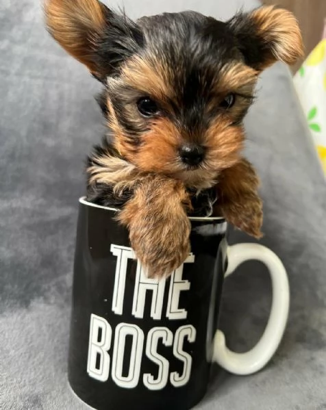  di un Yorkshire maschio e femmina | Foto 1