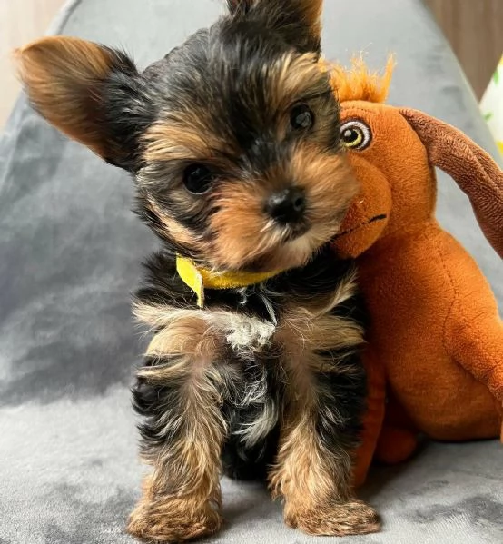  di un Yorkshire maschio e femmina | Foto 0