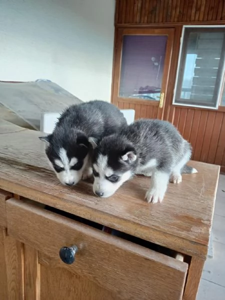  di un Husky maschio e femmina | Foto 1
