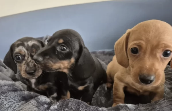 Regala i nostri cuccioli di Bassotto, maschio e femmina