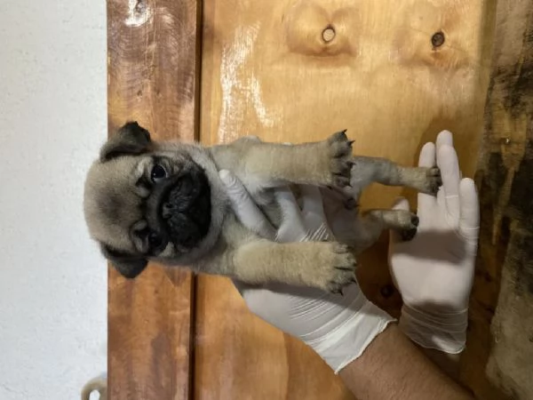 Regaliamo i nostri cuccioli di carlino, maschio e femmina | Foto 1