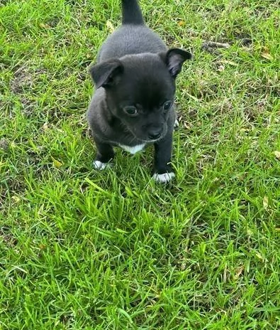 Regaliamo i nostri cuccioli di Chihuahua, maschio e femmina | Foto 0