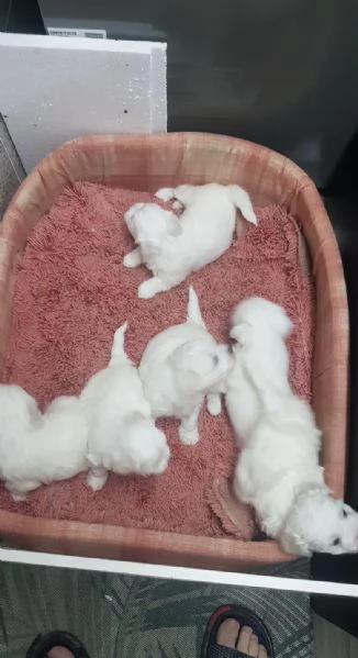 Regaliamo i nostri cuccioli di maltese, maschio e femmina | Foto 1
