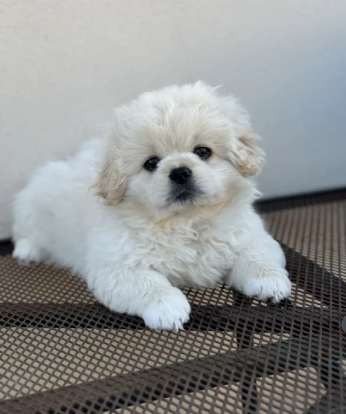 Regaliamo i nostri cuccioli di Pechinese maschio e femmina