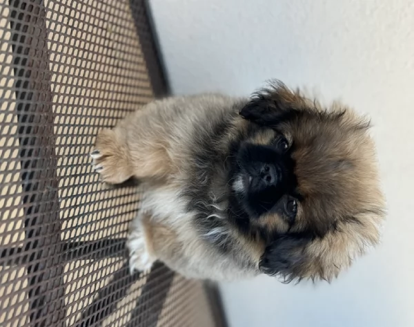 Regaliamo i nostri cuccioli di Pechinese maschio e femmina | Foto 2