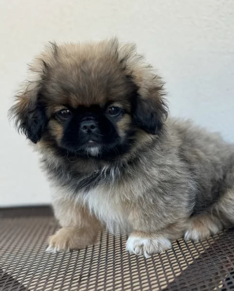 Regaliamo i nostri cuccioli di Pechinese maschio e femmina | Foto 1